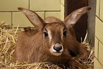 V Zoo Liberec se narodilo mládě antilopy koňské.