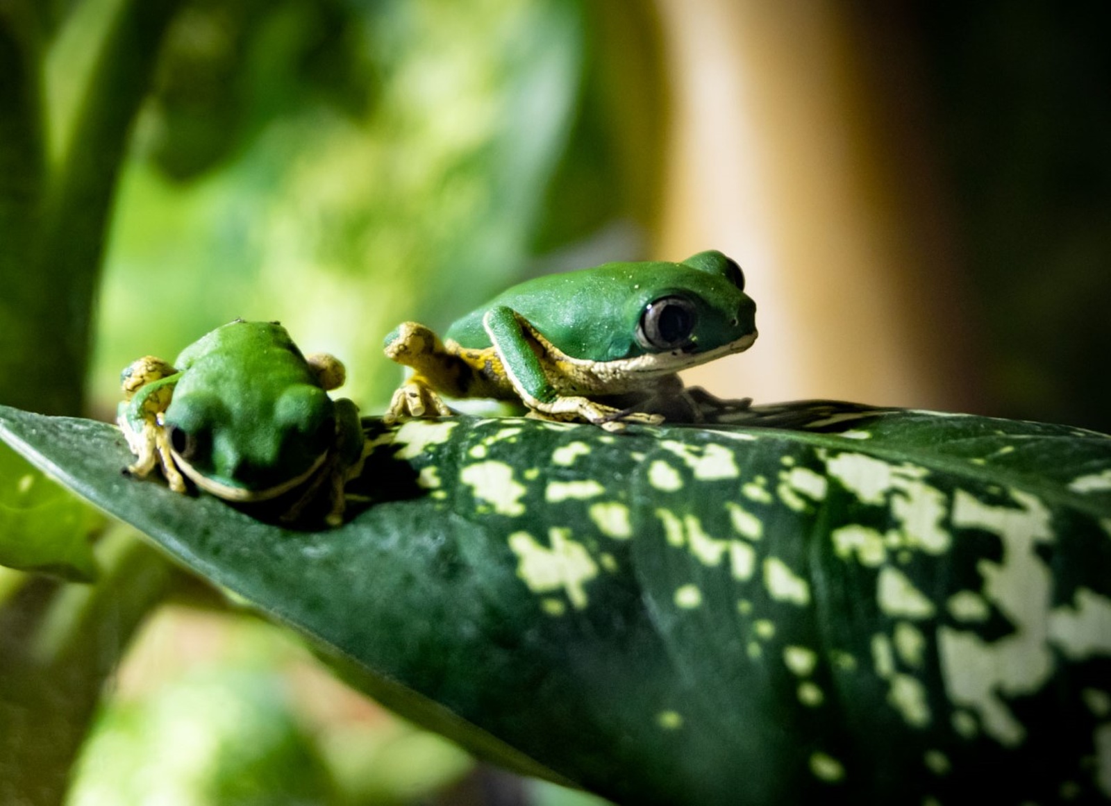 FOTO: Liberecká zoo začala s chovem vzácných žabek, jako jediná v Čechách -  Liberecký deník