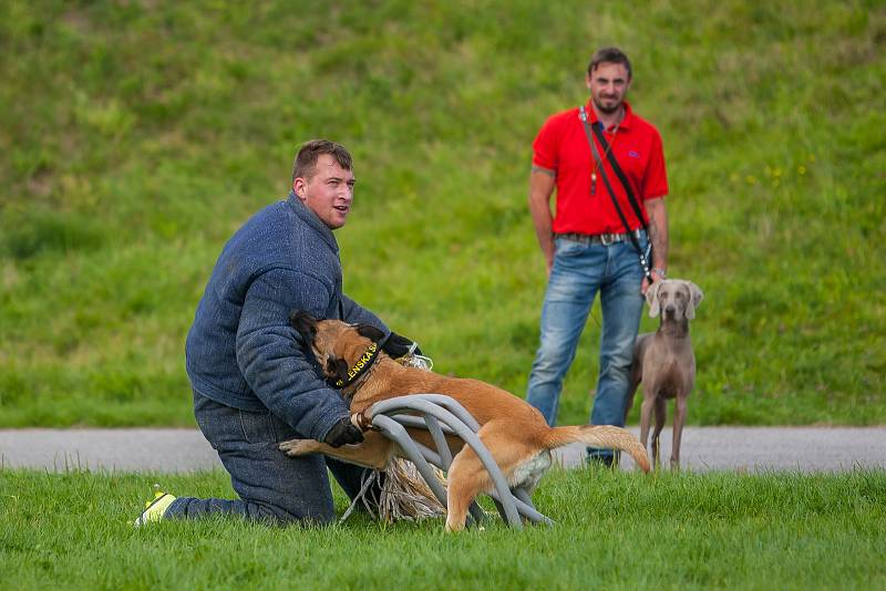 Vězeňská služba ČR předvedla 9. září kynologickou ukázku na dětském dni v libereckém Vesci.