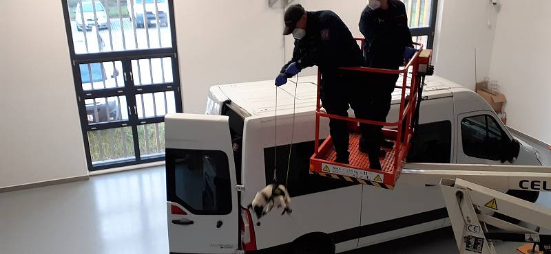 Psi z Heřmanic poznají covid pozitivního, najdou i migranta schovaného v útrobách auta.