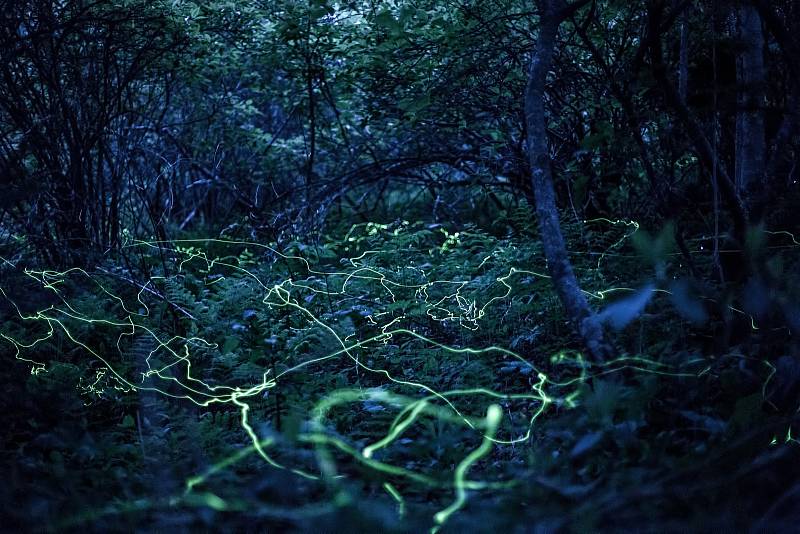 Radim Schreiber se stal profesionálním fotografem a svým objektivem se zaměřuje hlavně na světlušky. Další fotografie najdete na webu www.MagickeSvetlusky.cz.