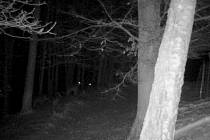 Fotopast zaznamenala, jak vlky v Podještědí zastavil mobilní elektrický ohradník.