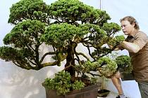 Expozici dominuje víc než 200 roků stará bonsaj Jalovec čínský. Na snímku zahradník Zdeněk Eichler.