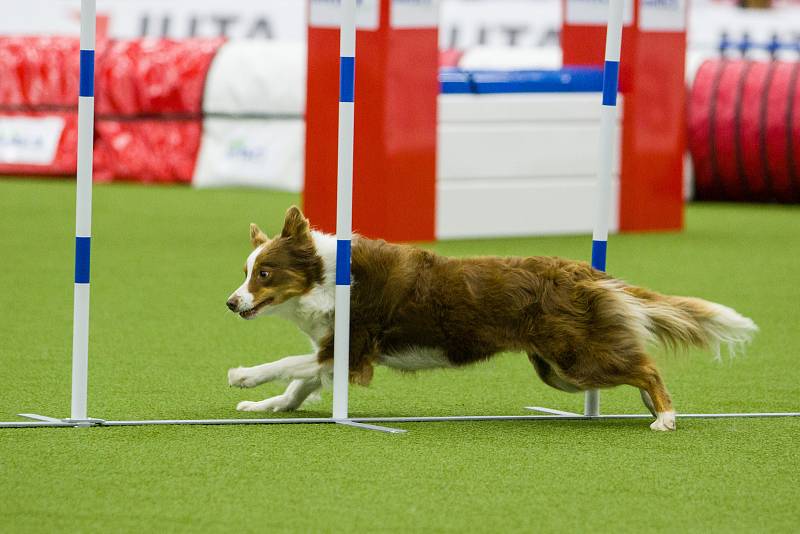 Mistrovství světa v agility začalo 5. října v Home Credit areně v Liberci, pokračovat bude až do neděle 8. října. Na snímku je disciplína jumping družstev s velkými psy.