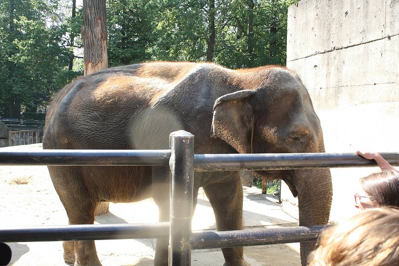 Mezinárodní den slonů v liberecké zoologické zahradě.