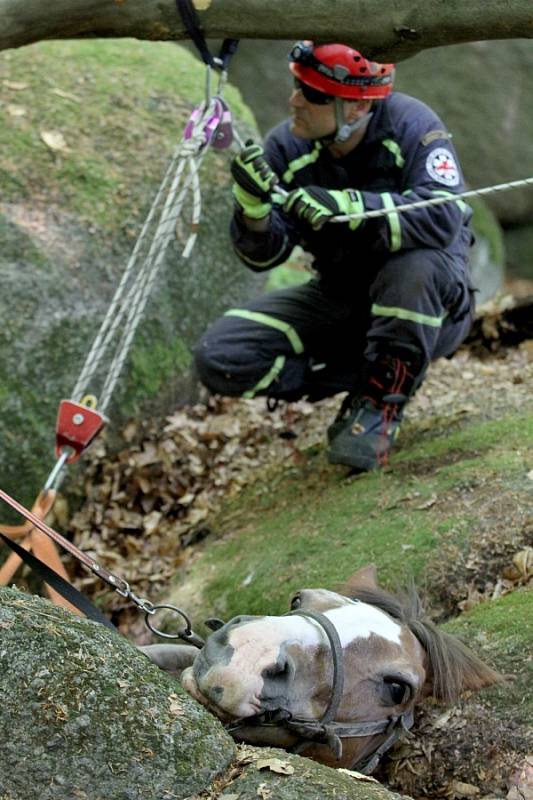 Těžařský kůň uvízl mezi balvany v lese v Oldřichově v Hájích na Liberecku. Zraněného se ho podařilo hasičům vyprostit po třech hodinách.