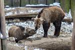 Čtyři mláďata takina čínského se narodila na přelomu února a března v Liberecké zoologické zahradě. Od roku 2002 se liberecké zoologické zahradě ošetřovatelům podařilo odchovat již 39 mláďat. Snímek je z 21. března.