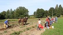 Na rodinné farmě Lukava v Jindřichovicích se sklízely brambory jen s pomocí rukou a koní.