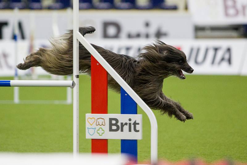 Mistrovství světa v agility začalo 5. října v Home Credit areně v Liberci, pokračovat bude až do neděle 8. října. Na snímku je disciplína jumping družstev s velkými psy.