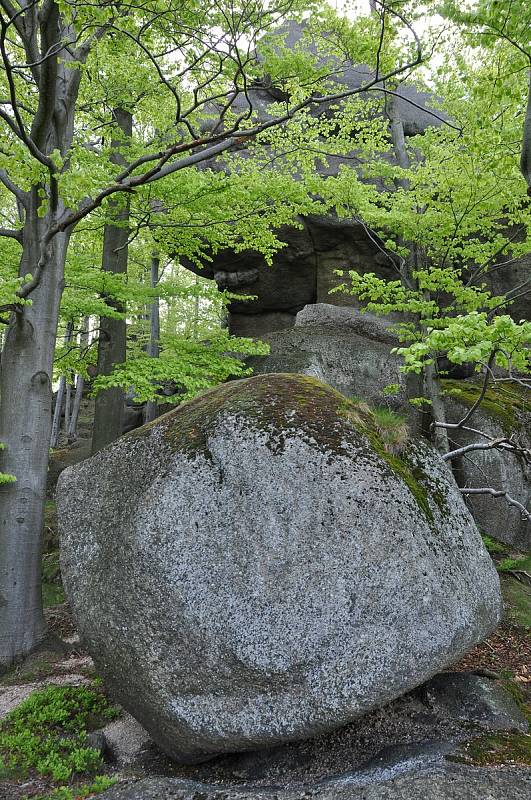 Jizerskohorské bučiny.