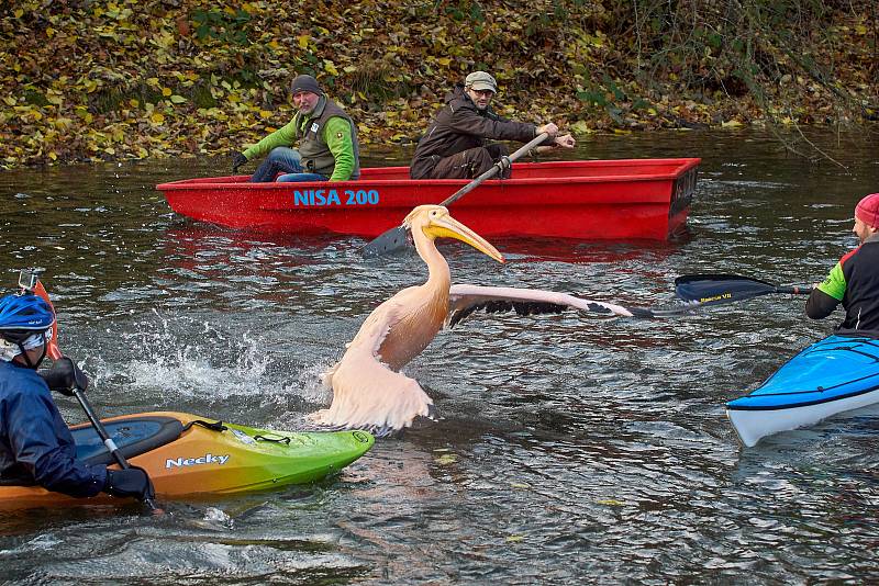 Odchyt pelikánů v liberecké zoo