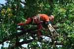 ARBORISTÉ NA LANECH. Koruna dubu ochránce z Vísky si vysloužila prořezání.