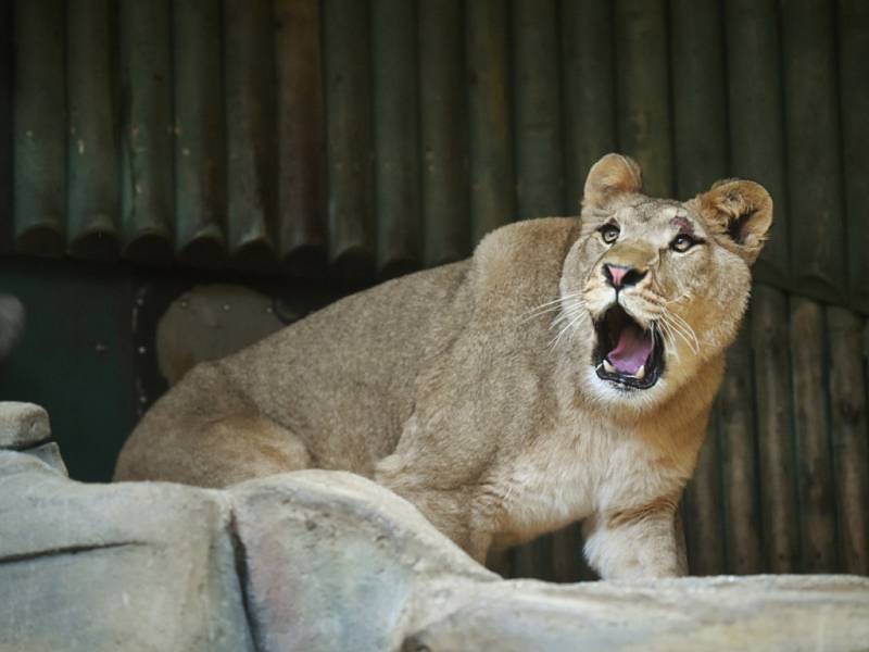 Shani samice vyhynulého lva berberského.