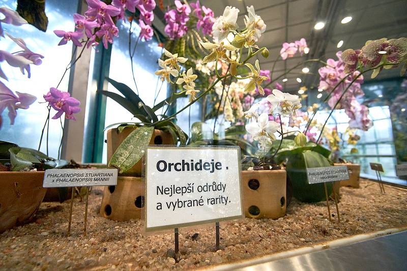 Orchideje v liberecké botanické zahradě.