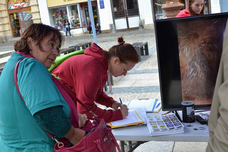 Na středu 13. září 2017 připadl Mezinárodní den STOP přepravě zvířat. A demonstrace se konala mimo jiné i na libereckém náměstí.