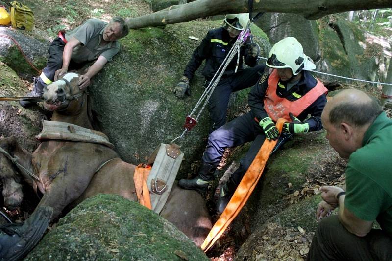 Těžařský kůň uvízl mezi balvany v lese v Oldřichově v Hájích na Liberecku. Zraněného se ho podařilo hasičům vyprostit po třech hodinách.