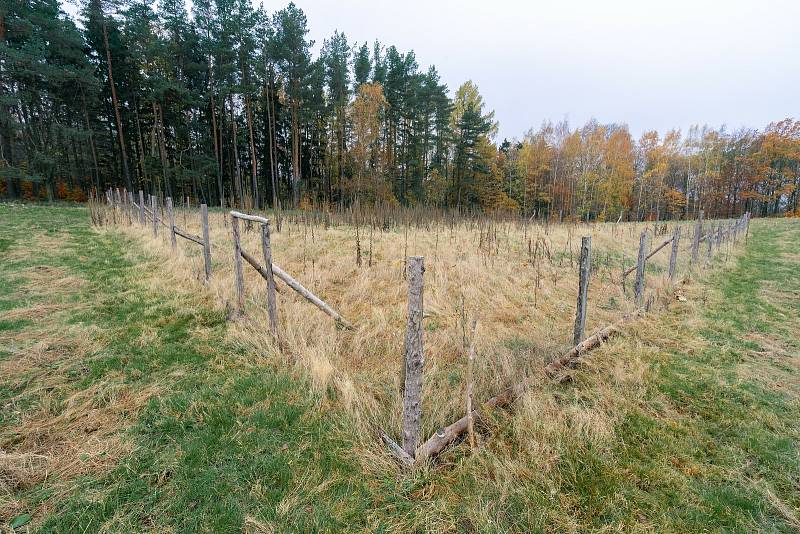 Výsadba původních dřevin a budování přehrážek přispívá k obnově krajiny.