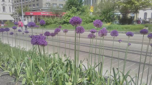 Liberec rozzářila nová výsadba trvalek a cibulovin.