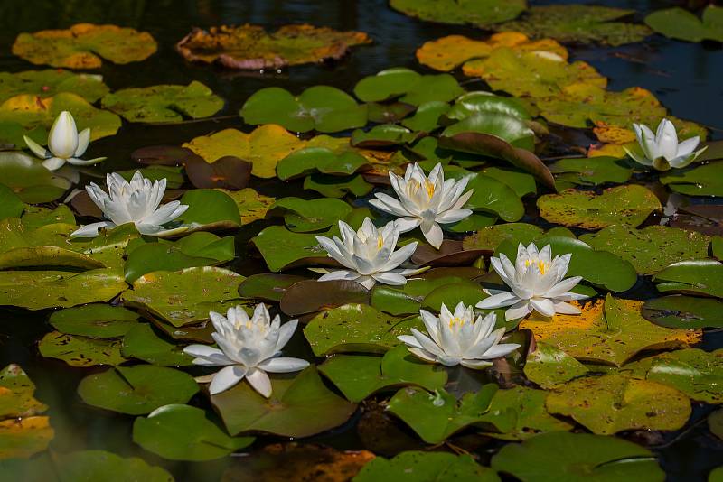 Kvetoucí lekníny v liberecké botanické zahradě. Snímek je z 8. srpna.