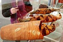 SOUČÁSTÍ EXPOZICE VÝSTAVY KRÁLOVNY NA NILU jsou, kromě mumie mladé ženy, i těla tří mumifikovaných sokolů.