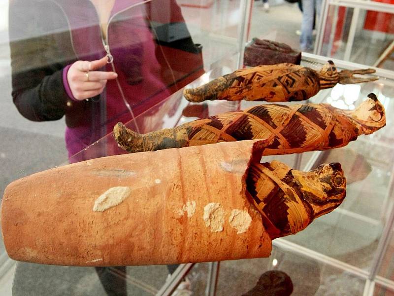 SOUČÁSTÍ EXPOZICE VÝSTAVY KRÁLOVNY NA NILU jsou, kromě mumie mladé ženy, i těla tří mumifikovaných sokolů.