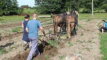 Na rodinné farmě Lukava v Jindřichovicích se sklízely brambory jen s pomocí rukou a koní.