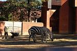 Mezinárodní den zvířat v liberecké zoologické zahradě.