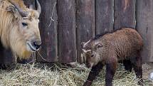 Čtyři mláďata takina čínského se narodila na přelomu února a března v Liberecké zoologické zahradě. Od roku 2002 se liberecké zoologické zahradě ošetřovatelům podařilo odchovat již 39 mláďat. Snímek je z 21. března.