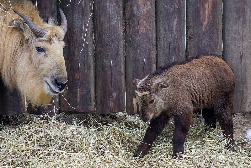 Čtyři mláďata takina čínského se narodila na přelomu února a března v Liberecké zoologické zahradě. Od roku 2002 se liberecké zoologické zahradě ošetřovatelům podařilo odchovat již 39 mláďat. Snímek je z 21. března.