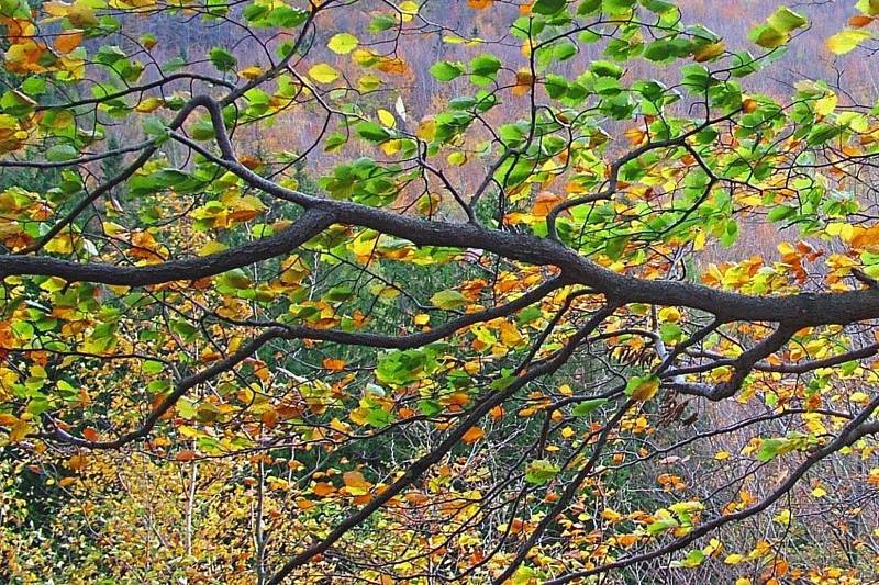 Jizerské bučiny - podzim