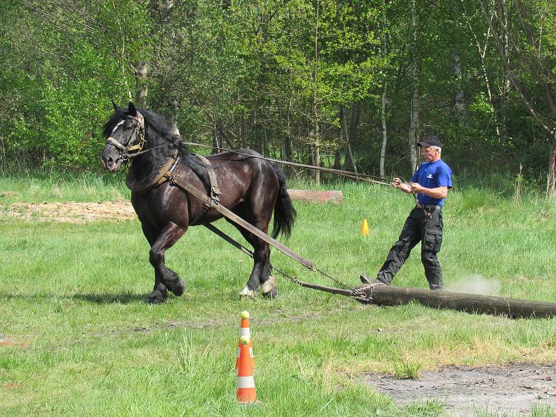 Chladnokrevní koně soutěžili v ovladatelnosti.