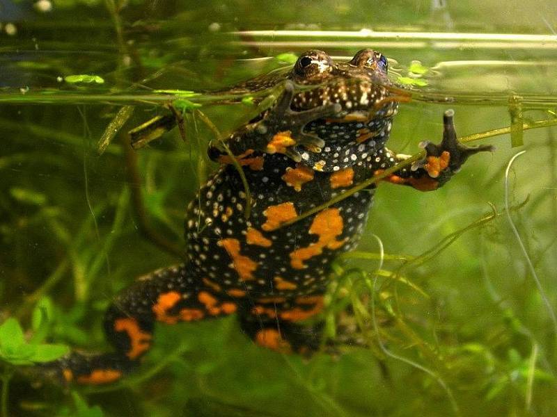 KUŇKA OHNIVÁ ohrožený druh žáby žije také v prostředí Manušických rybníků na Českolipsku.