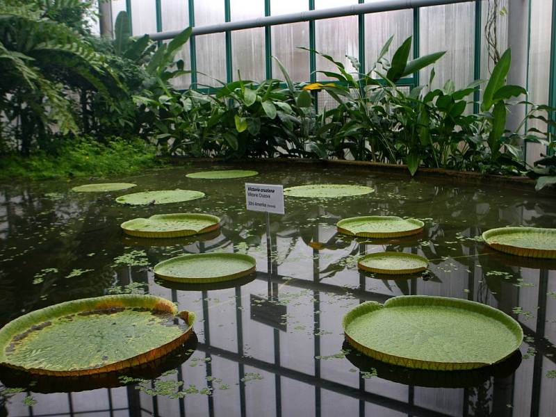 V Botanické zahradě v Liberci se začíná stavět nový pavilon.