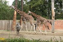 Zoo Liberec se připojila k celosvětovým oslavám Mezinárodního dne zvířat.