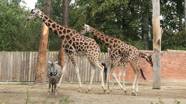 Zoo Liberec se připojila k celosvětovým oslavám Mezinárodního dne zvířat.