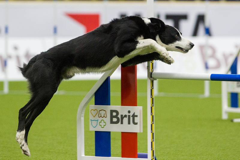 Mistrovství světa v agility začalo 5. října v Home Credit areně v Liberci, pokračovat bude až do neděle 8. října. Na snímku je disciplína jumping družstev s velkými psy.