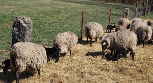 V Česku ubývají ovce po tisících. Farmáři to s vlkem už vzdávají