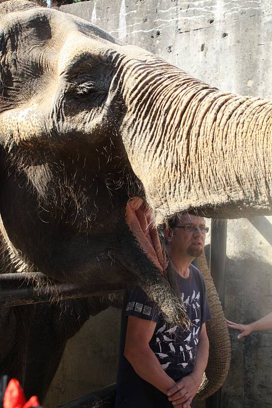 Mezinárodní den slonů v liberecké zoologické zahradě.