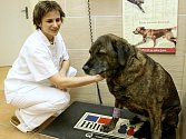 VÁŽENÍ JE základním úkonem se zvířetem v ordinaci. Na snímku z liberecké kliniky NISA veterinární lékařka Zuzana Odleváková.