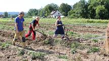 Na rodinné farmě Lukava v Jindřichovicích se sklízely brambory jen s pomocí rukou a koní.