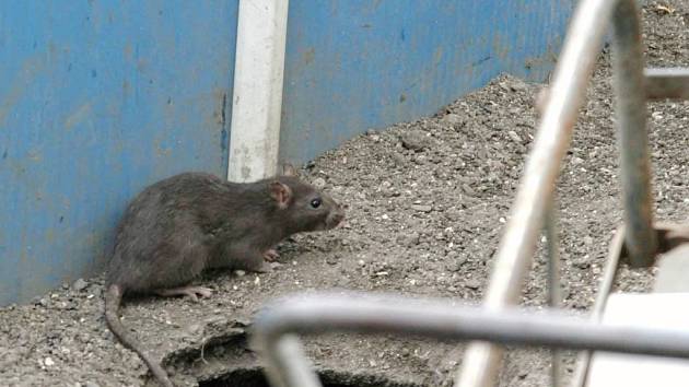 Potkani mají v kanalizaci úplný obchoďák - Liberecký deník