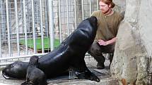 Lachtani v liberecké zoologické zahradě dvakrát denně vystupují i pro veřejnost. Jejich hlavním ošetřovatelem a chovatelem je Petr Honc.