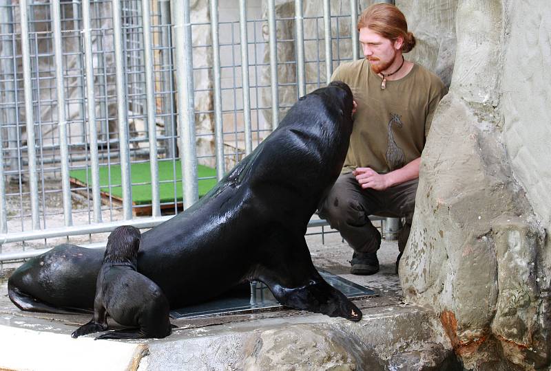 Lachtani v liberecké zoologické zahradě dvakrát denně vystupují i pro veřejnost. Jejich hlavním ošetřovatelem a chovatelem je Petr Honc.