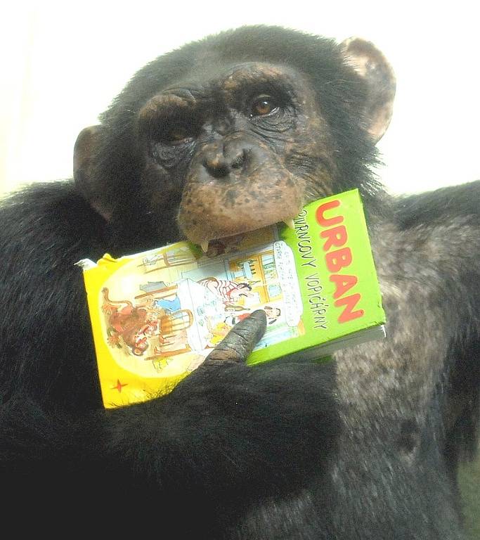 První výtisk knížečky nazvané Pivrncovy vopičárny dostal právě místní šimpanz.