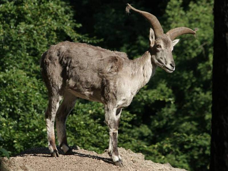 ZOO LIBEREC SLAVÍ ÚSPĚCH v podobě uriala. 