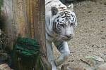 V liberecké zoologické zahradě napadl bílý tygr tři lidi.
