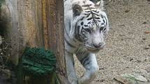 V liberecké zoologické zahradě napadl bílý tygr tři lidi.