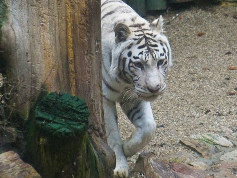 V liberecké zoologické zahradě napadl bílý tygr tři lidi.