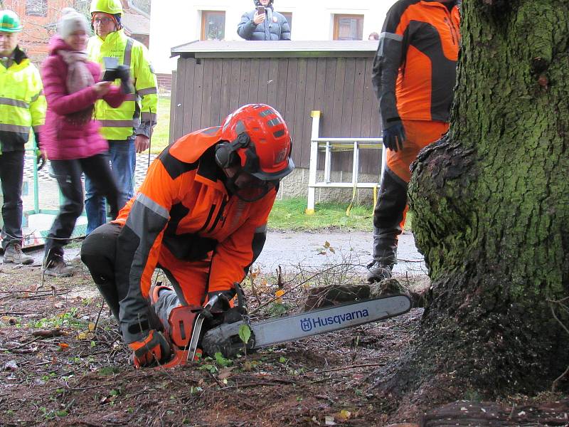 Přes dvacet dva metrů dlouhý a kolem šedesáti let starý smrk pokáceli v Dolní Černé Studnici. Z Jizerských hor poputuje na Staroměstské náměstí.