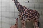Liberecká zoo se raduje z narození žirafího samečka